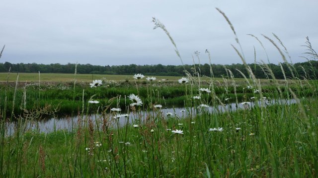 Dauwtrappen (donderdag 30 mei 2019)